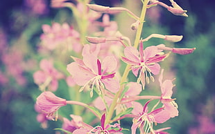 selective focus photography of pink petaled flowers in bloom
